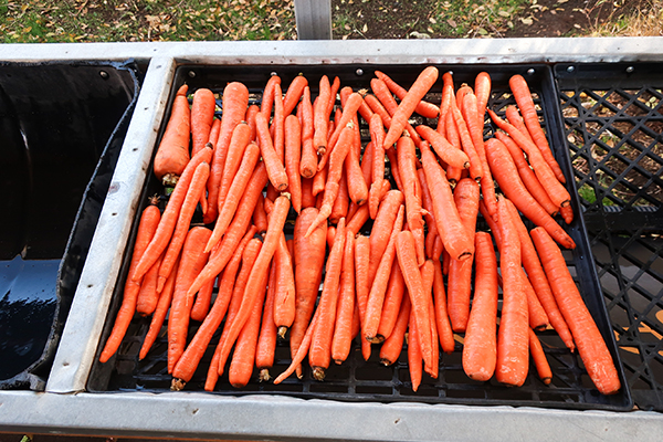 Carrots on screen table for washing