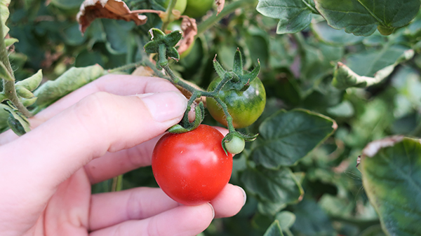 Cherry tomato ready to harvest