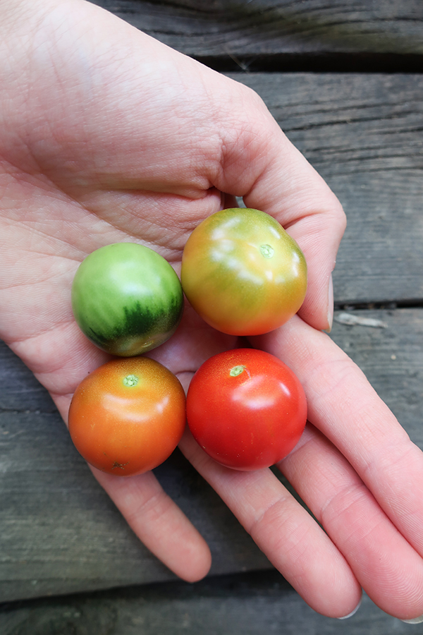 Cherry tomatoes, stages of ripeness