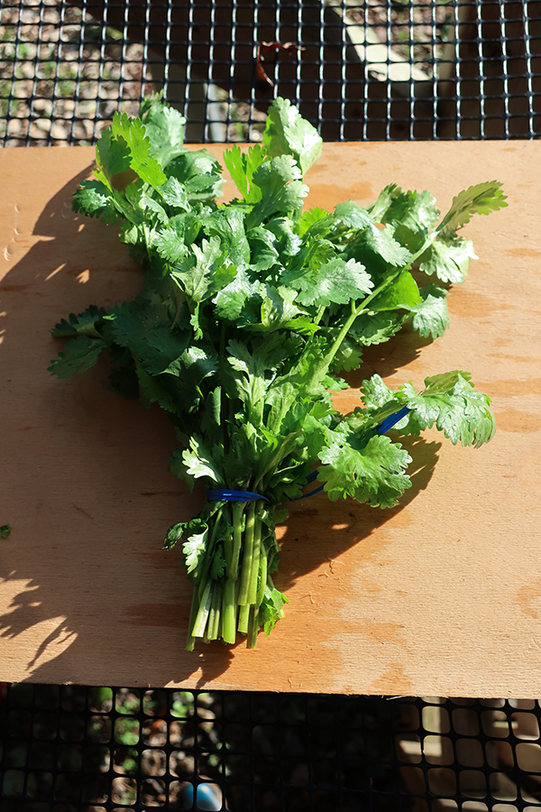 Bunch of cilantro.