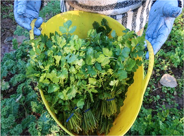 Cilantro bunches in harvest bin.