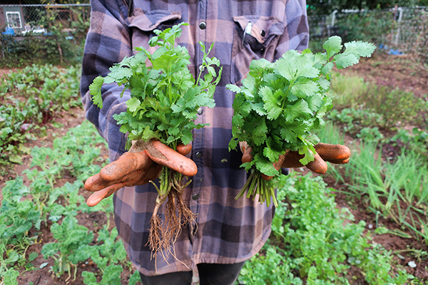 Cilantro harvested, before and after root trimming.