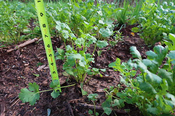 Cilantro plant, ruler for size.