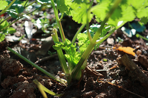 Cilantro regrowth after harvest, closeup.