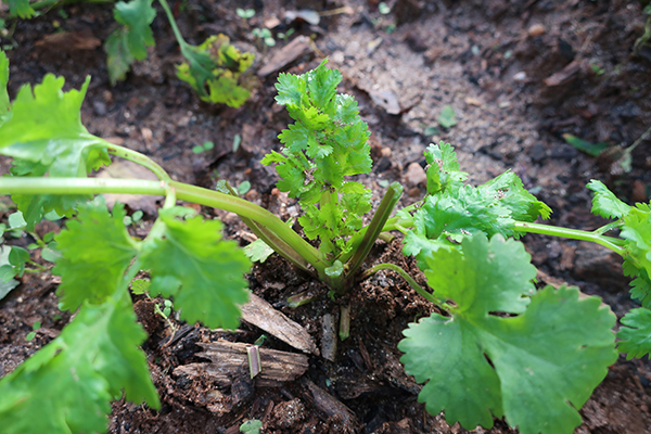 Cilantro regrowth top view.