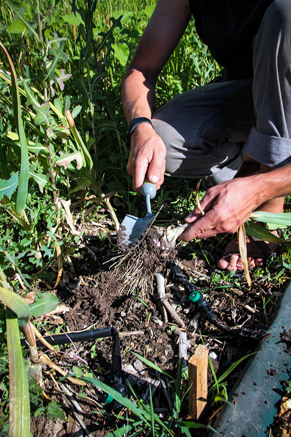 Cleaning soil off garlic.