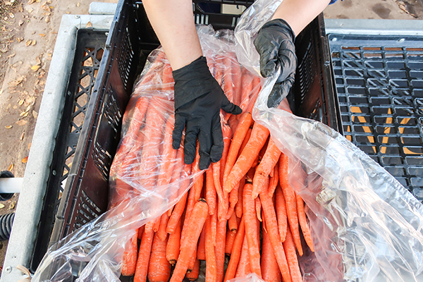 Covering carrots with plastic liner