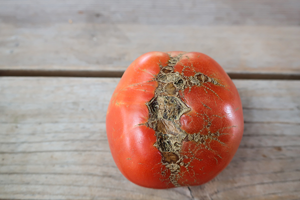 Cracked tomato