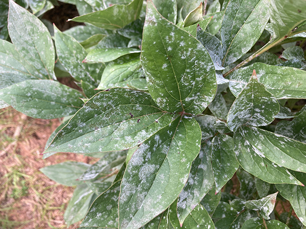 Powdery Mildew Disease on Peony Plant