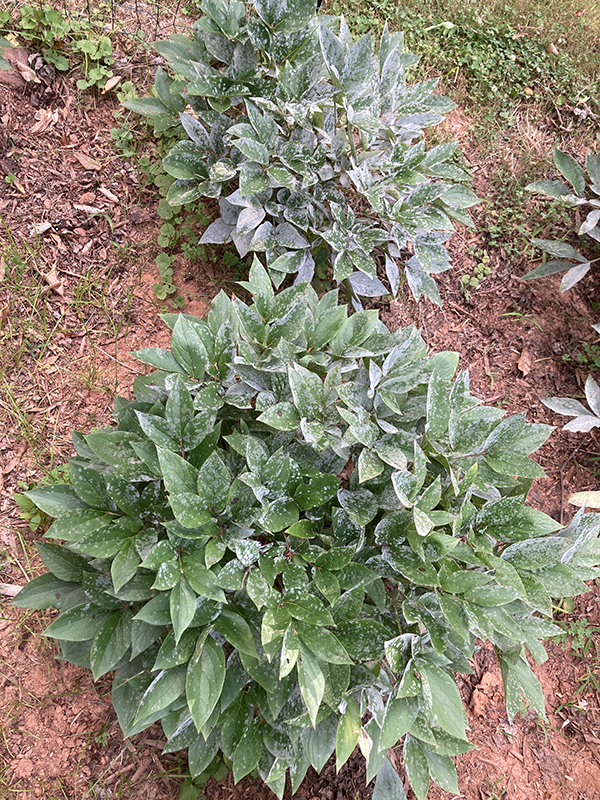 Powdery Mildew Disease on Peony Plant