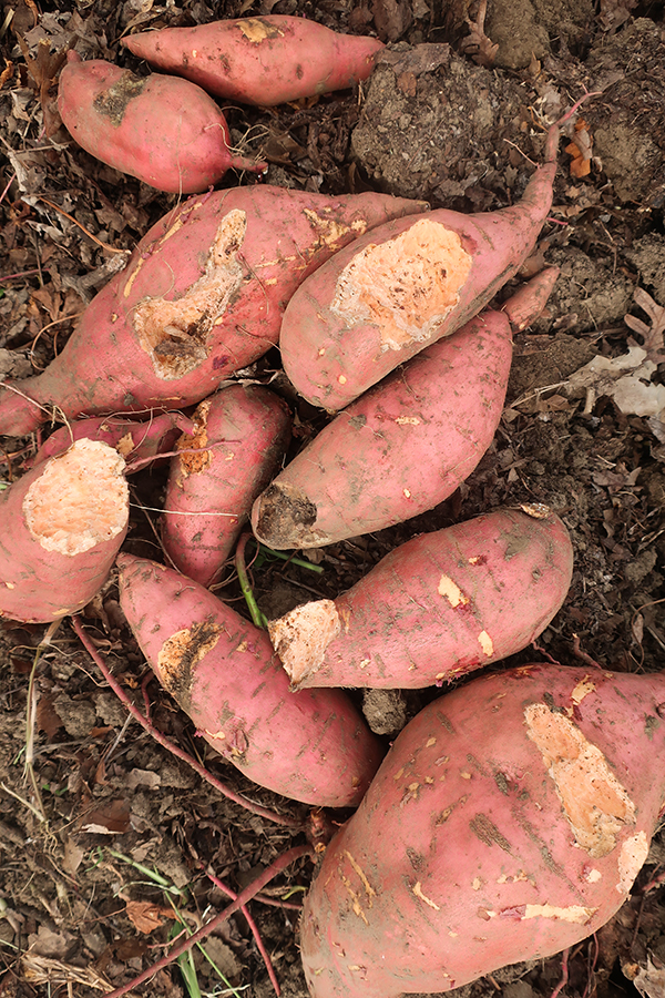 Damaged sweet potatoes.