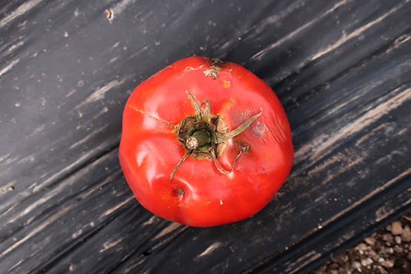 Damaged tomato