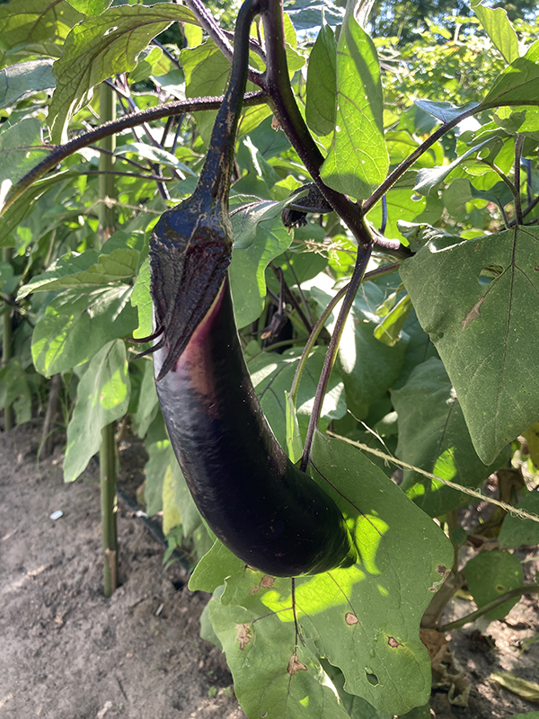 Orient Express Eggplant on the Plant