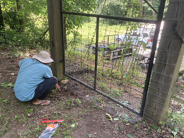 Chicken Wire Added to Gate Bottom to Keep Animals Out