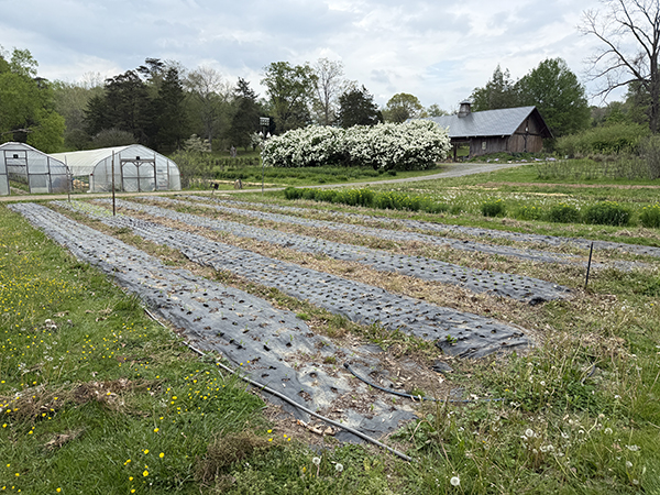 Farm Scene Fabric Mulched Beds High Tunnels Event Pavillion