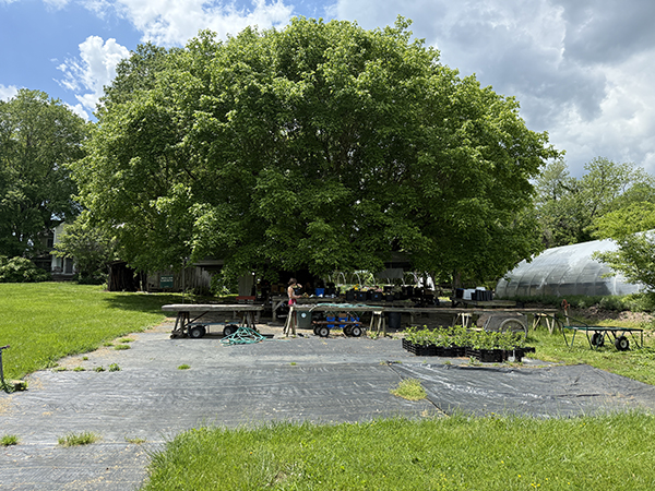 Shade Tree Processing Area