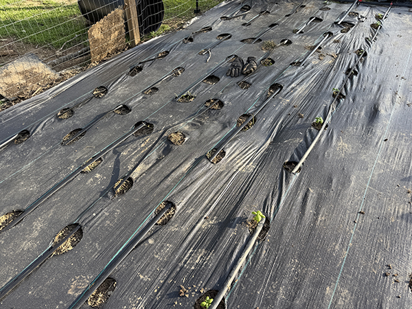 Drip Tape Woven Through Landscape Fabric Holes