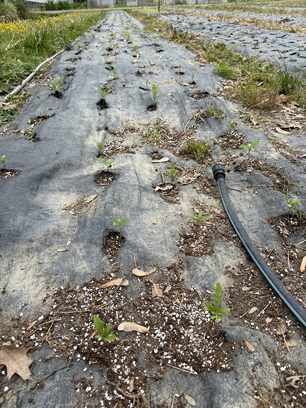 Marigold Seedlings Planted Through Multi Year Fabric Mulch.