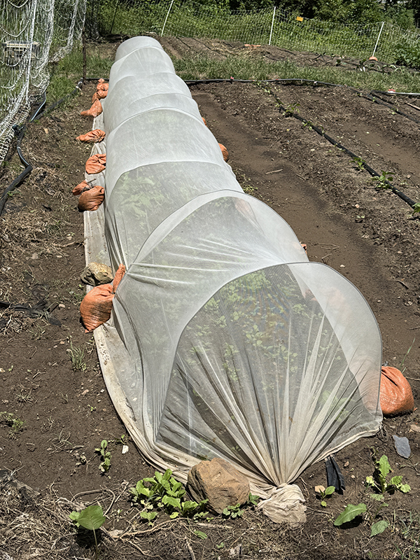 Insect Netting Over Hoops with Sandbags
