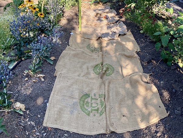Weed Control using Organic Coffee Sacks as Pathway Mulch