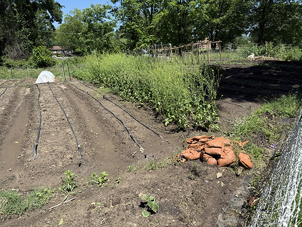 Mustard Seed Crop in Spring Garden