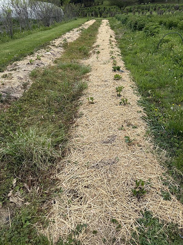 Straw Mulch Prevents Weeds in Dahlia Bed