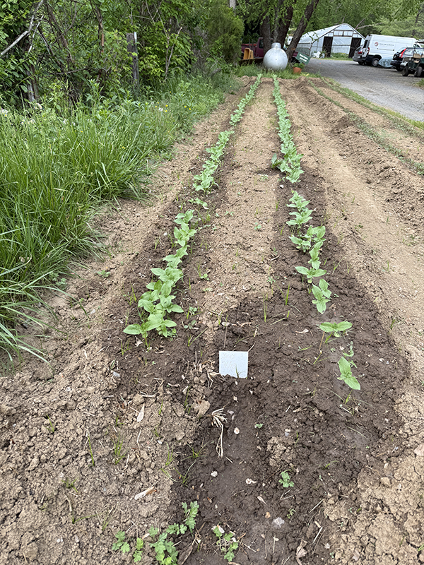 Bed of Direct Seeded Sunflowers Sprouting.