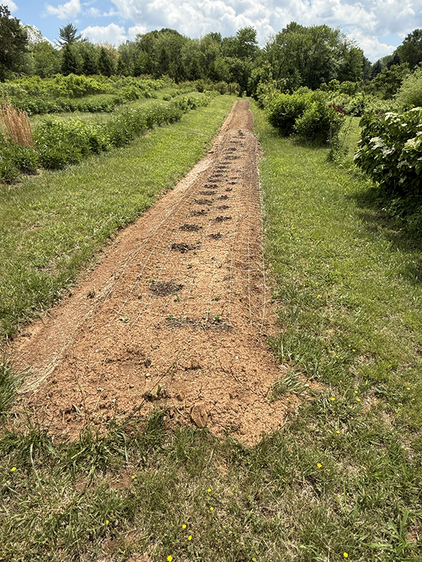 Trellis Netting Guides Transplant Spacing on Tilled Field Bed