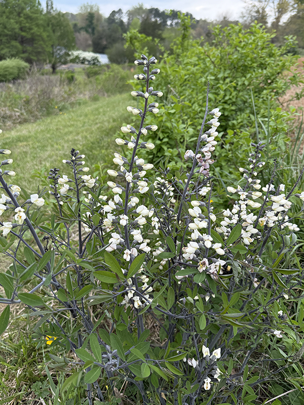 Baptisia Alba Flowers Growing in Field