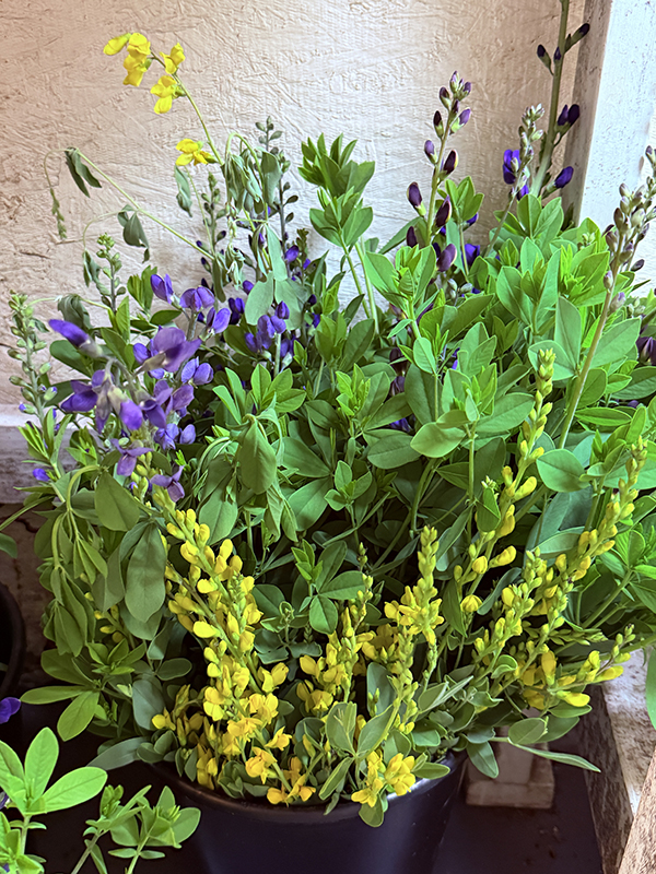 Yellow and Purple Baptisia Flowers Cut for Market
