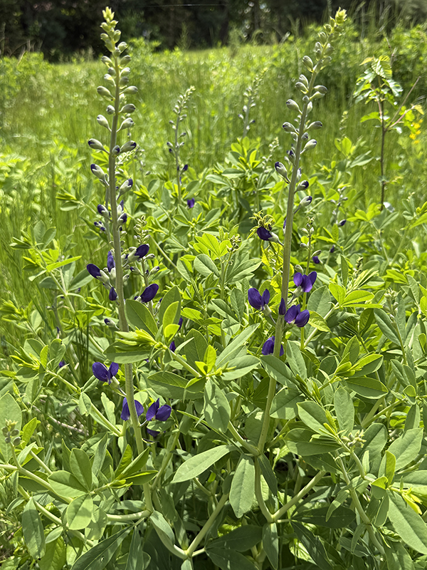 Purple Baptisia False Indigo Flowers in Field