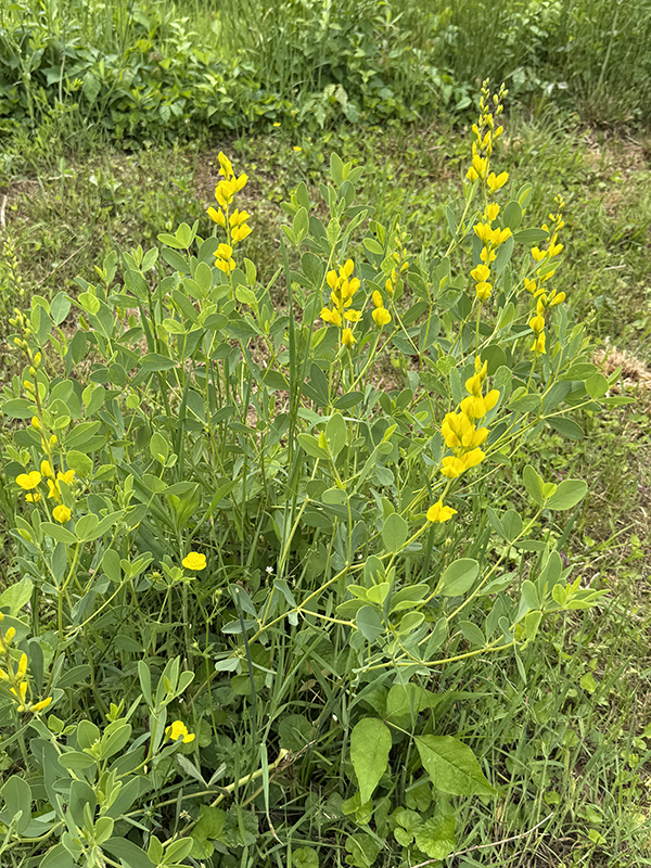 Yellow Baptisia Flowers in Field