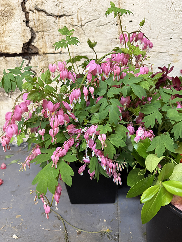 Bleeding Hearts Cut Flowers for Market