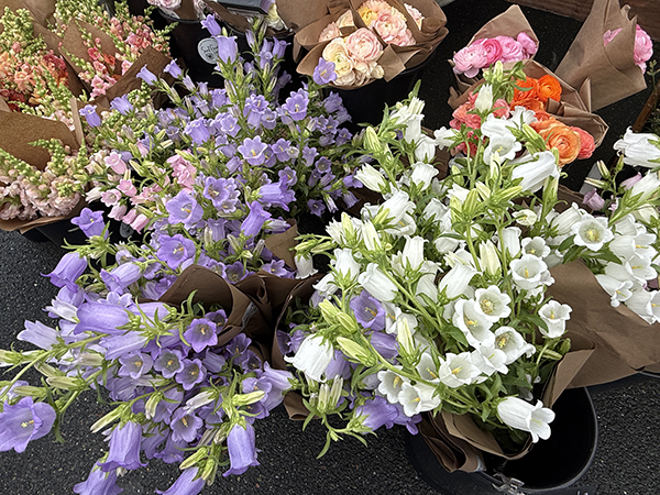 Bunches of Campanula Flowers in Sleeves at Market