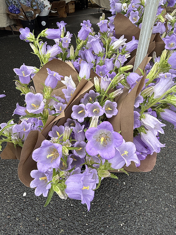 Campanula Flowers in Sleeves at Market