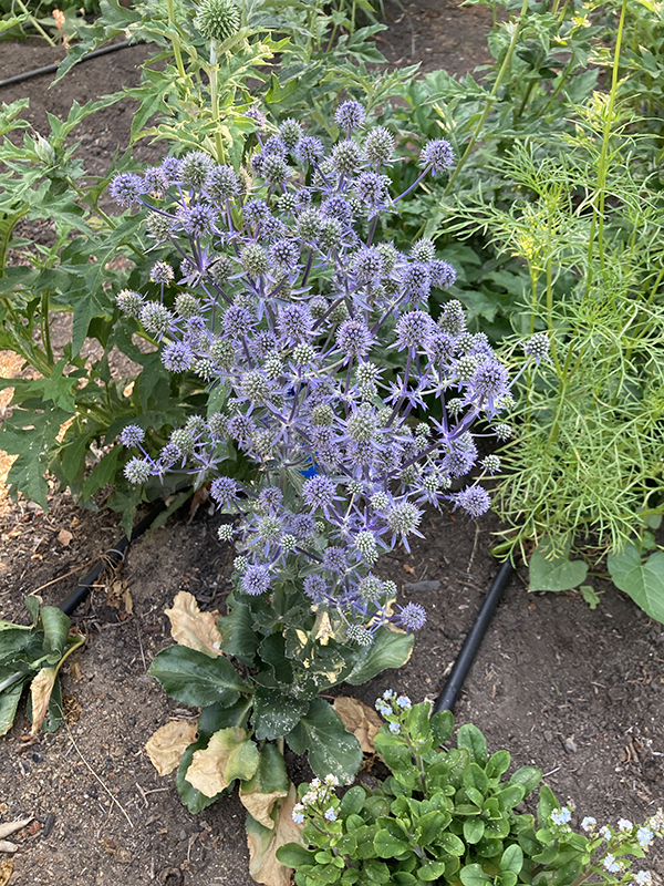 Eryngium Flowers Sea Holly in Field