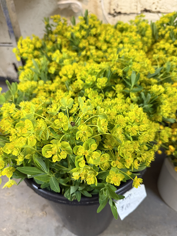 Euphorbia Flowers Cut in Bucket