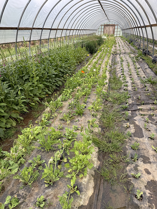Foxglove and Ranunculus Growing in High Tunnel