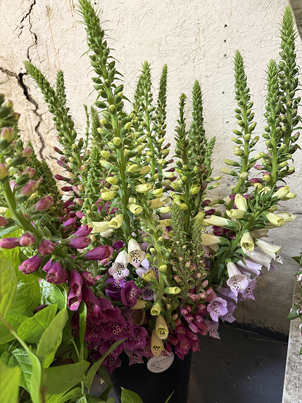 Foxglove Flowers in Cooler