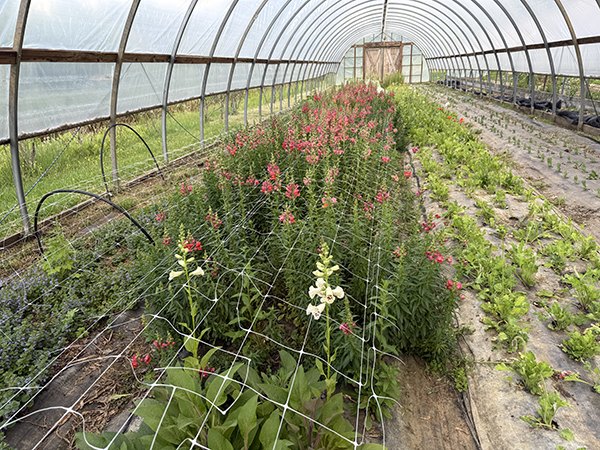 Snapdragons Growing in High Tunnel with Support Netting