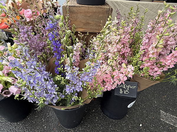 Larkspur Flowers Bunched at Market