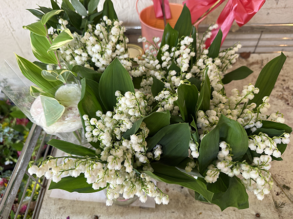 Lily of the Valley Flowers Cut for Market