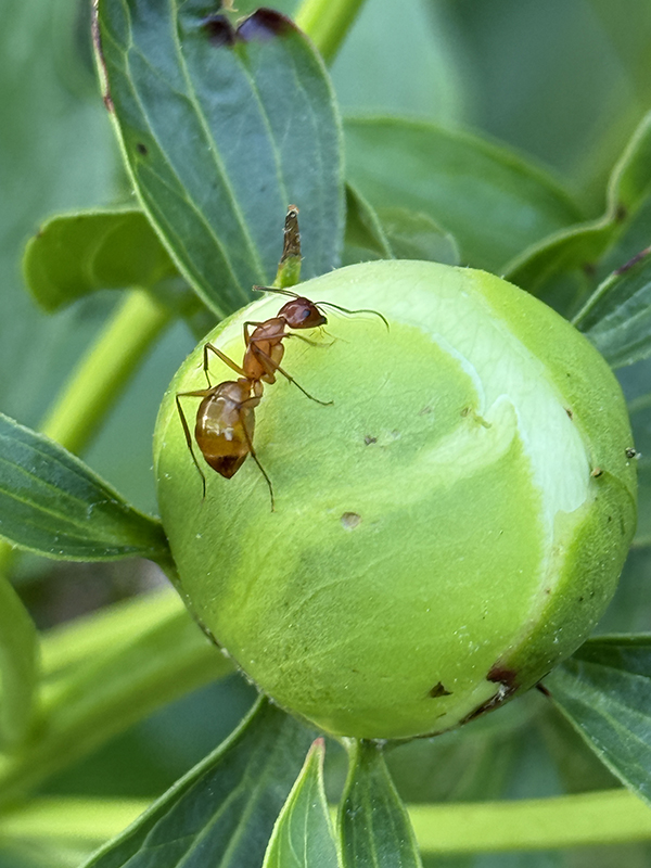 Carpenter Ant on Peony Bud