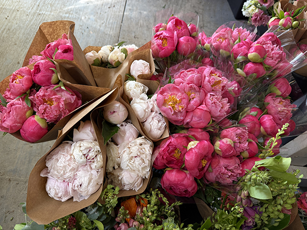 Peonies Bunched and Sleeved for Market