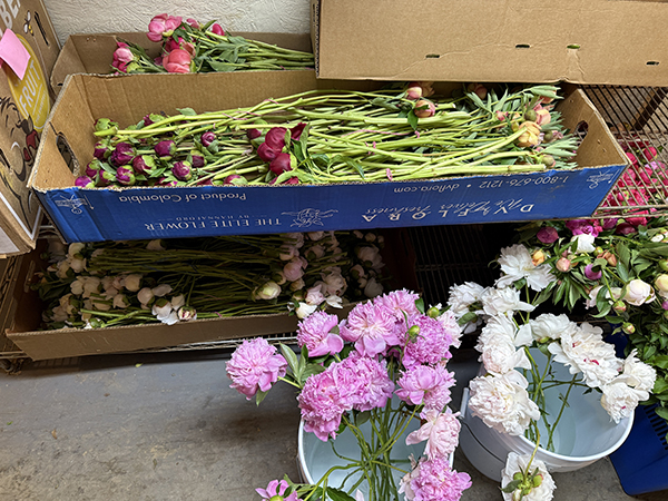 Peonies Cut and Stored Dry in Boxes in Cooler