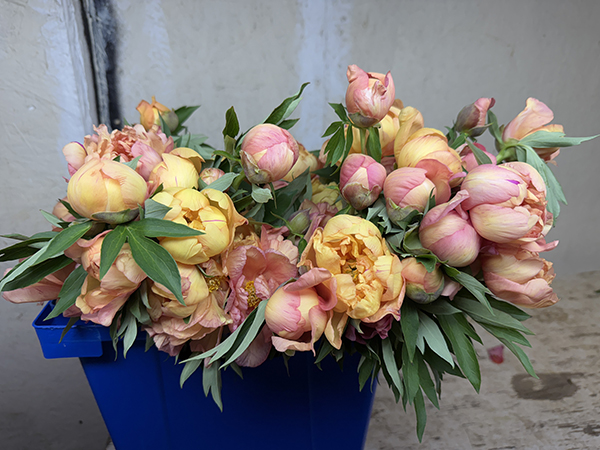 Peonies Itoh Golden Orange Cut in Bucket for Market