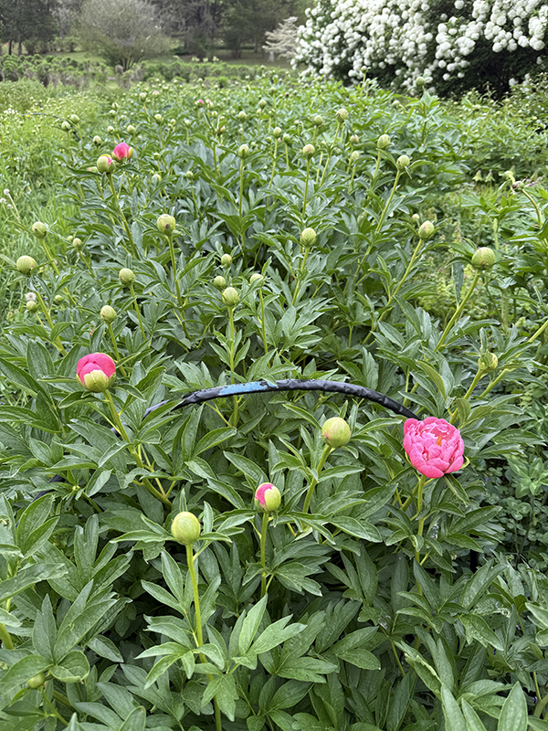 Peonies at Different Stages of Maturity in Field