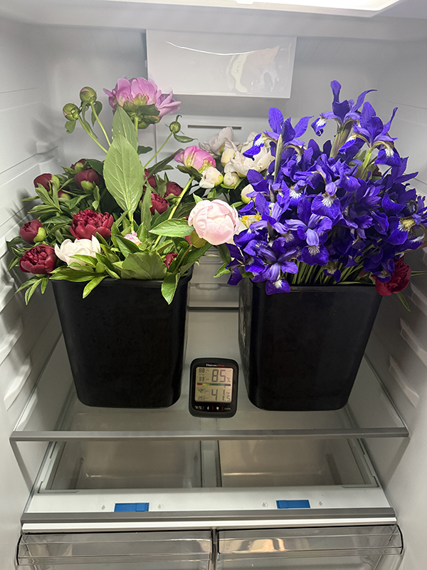 Iris and Peonies Cut in Refrigerator Storage