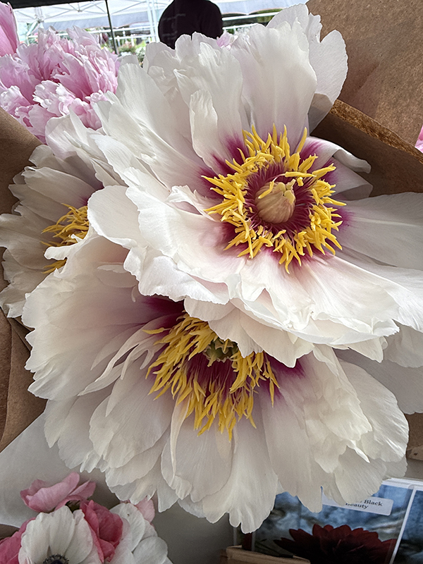 Peony Flowers Japanese Ito