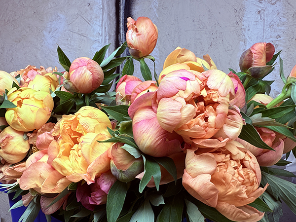 Peonies Itoh Golden Orange Cut for Market